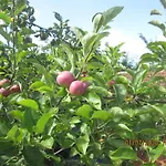 Séjour à la ferme Pêssego - Al