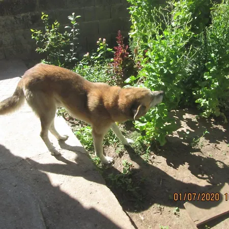 Pessego - Al Фермерский дом *