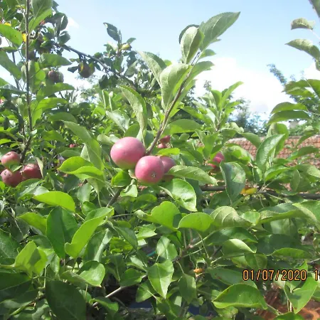 Фермерский дом Pessego - Al