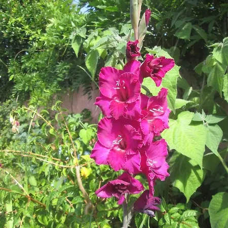 Pessego - Al Фермерский дом *