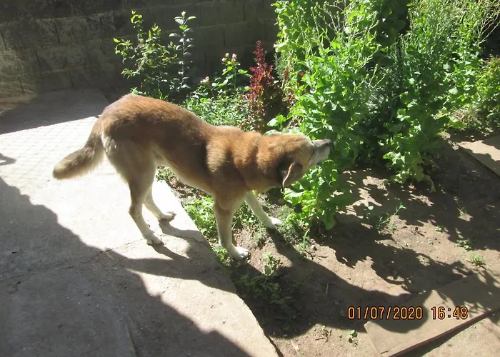 Pessego - Al Gospodarstwo agroturystyczne *