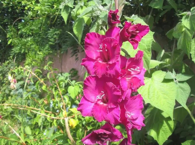 Pessego - Al Farma *