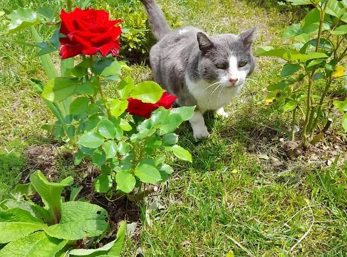 Pessego - Al Farma *